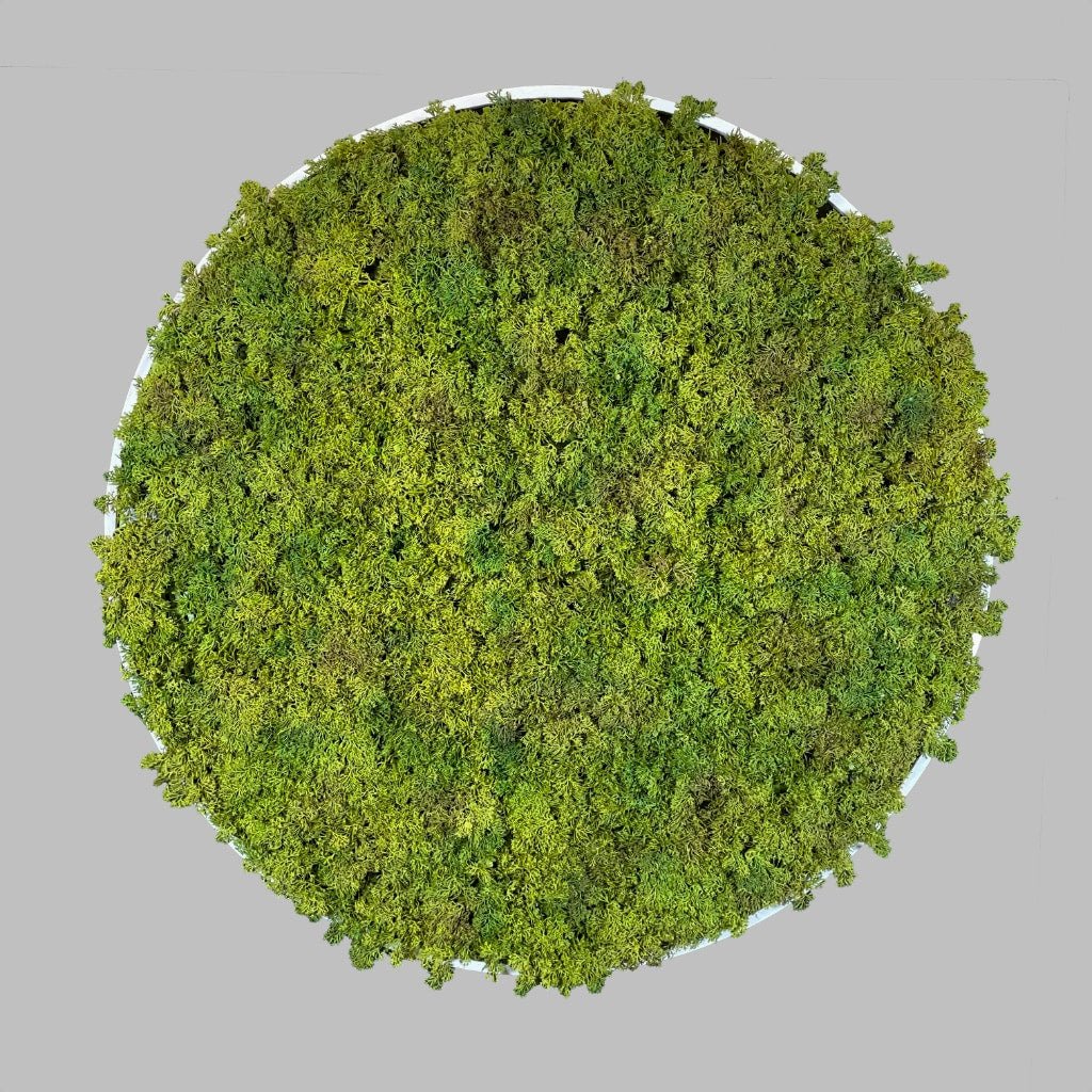 Reindeer moss circular wall art panel: green moss on white MDF, 80cm