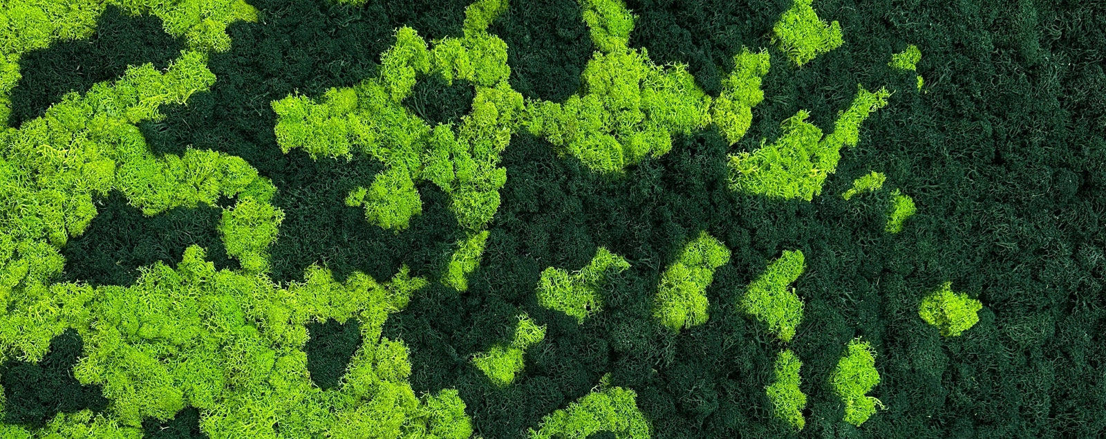 Everything you need to know about Preserved Reindeer and Bun Moss Walls