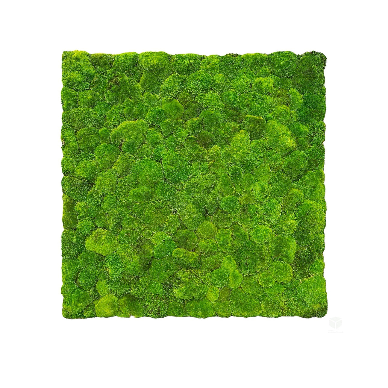 Preserved bun moss - greenplantwalls.co.uk