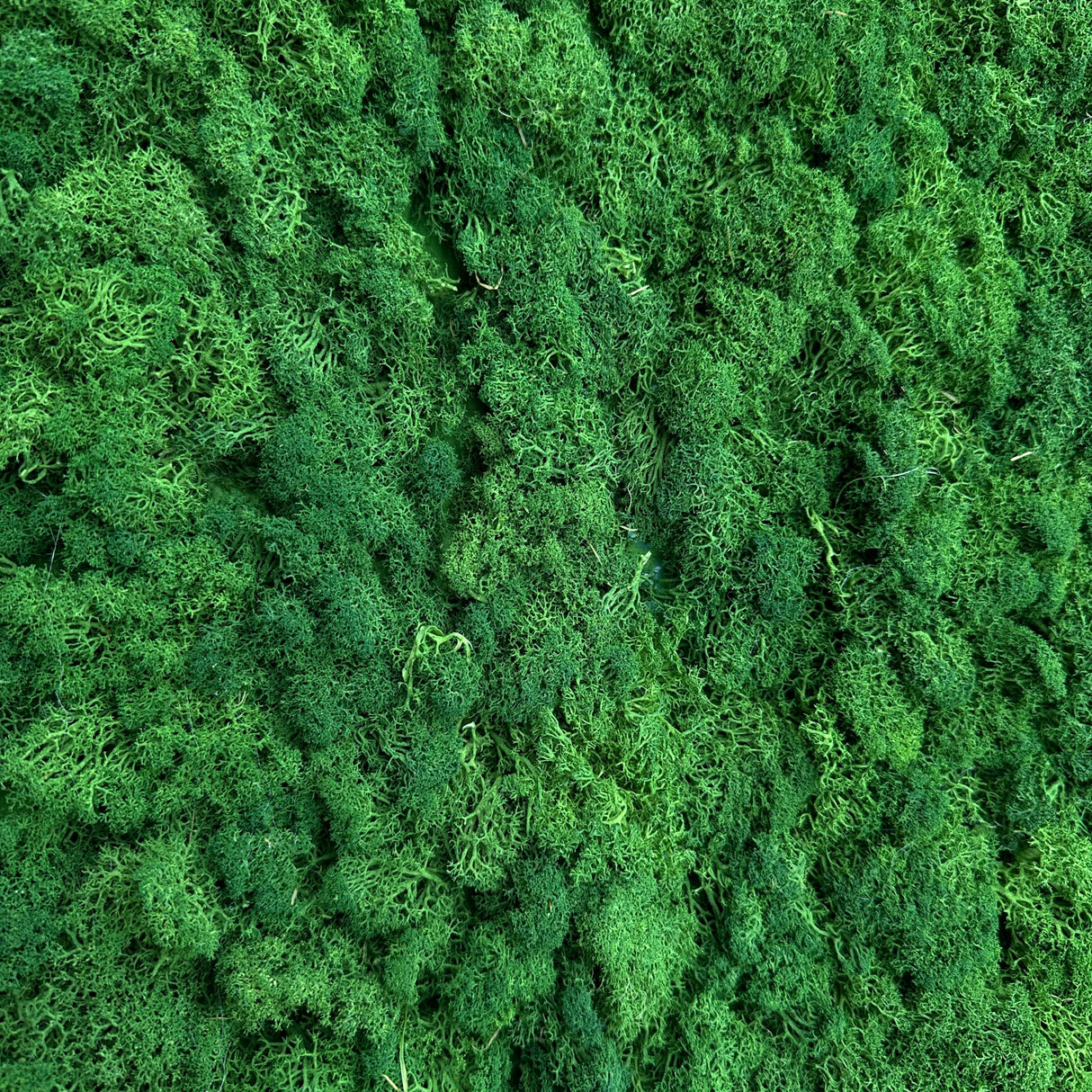 Premium preserved reindeer moss panel - Army  green 0.5 x 2.5m