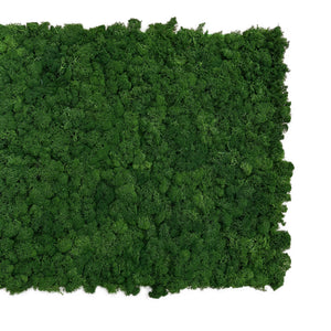 All preserved moss walls