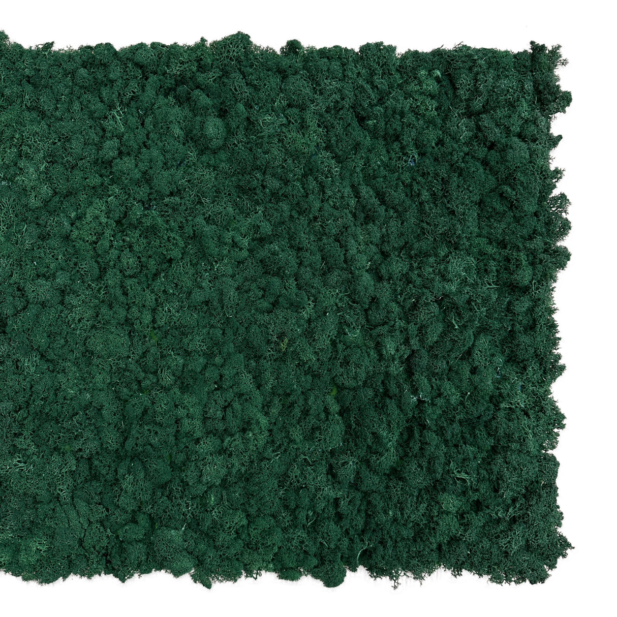 Premium preserved reindeer moss panel - Dark green 0.5 x 2.5M