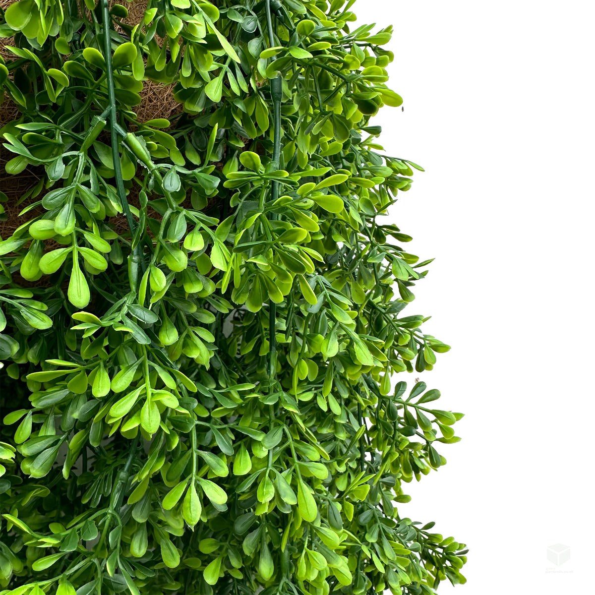 Trailing rue plant with dense green trailing leaves, close-up