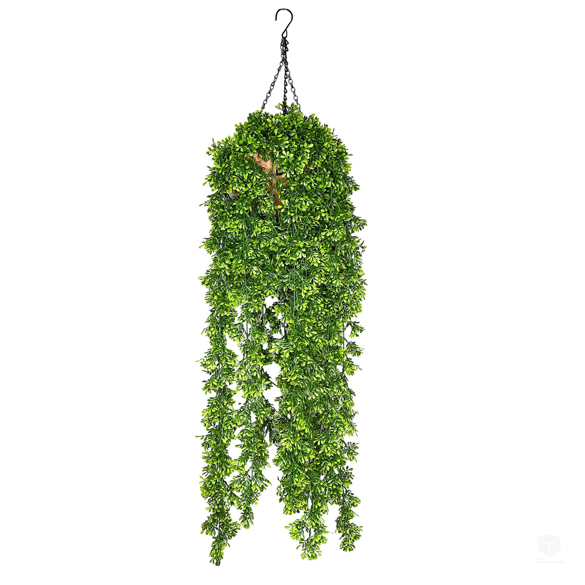 Hanging trailing rue plant in a basket with cascading green foliage