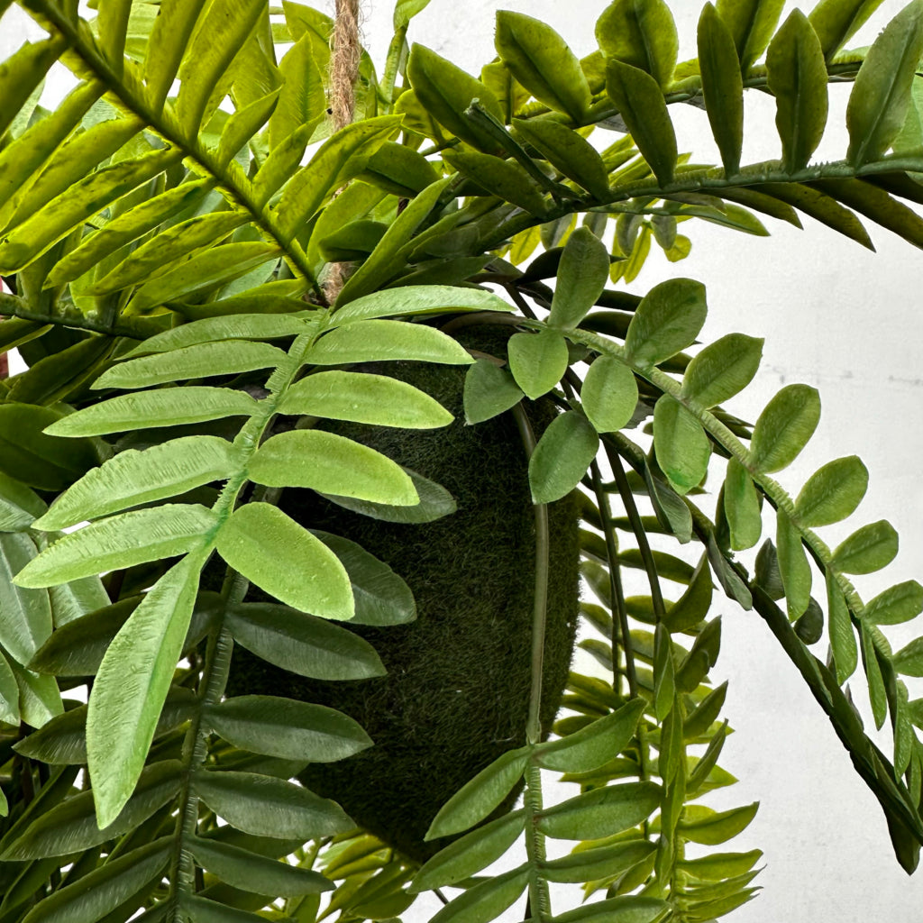 Artificial trailing Angioteris fern kokedama