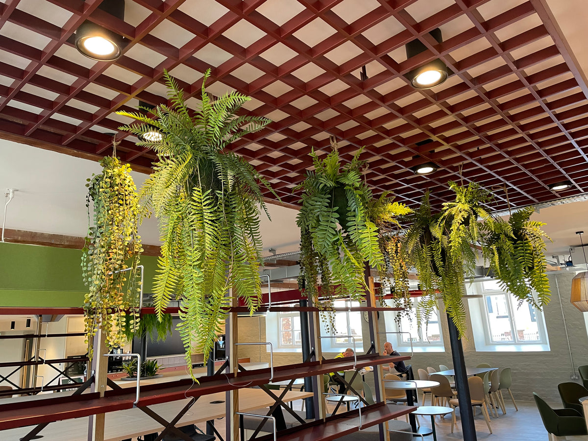 Artificial hanging kokedama ferns with long yellow-green fronds under a grid ceiling