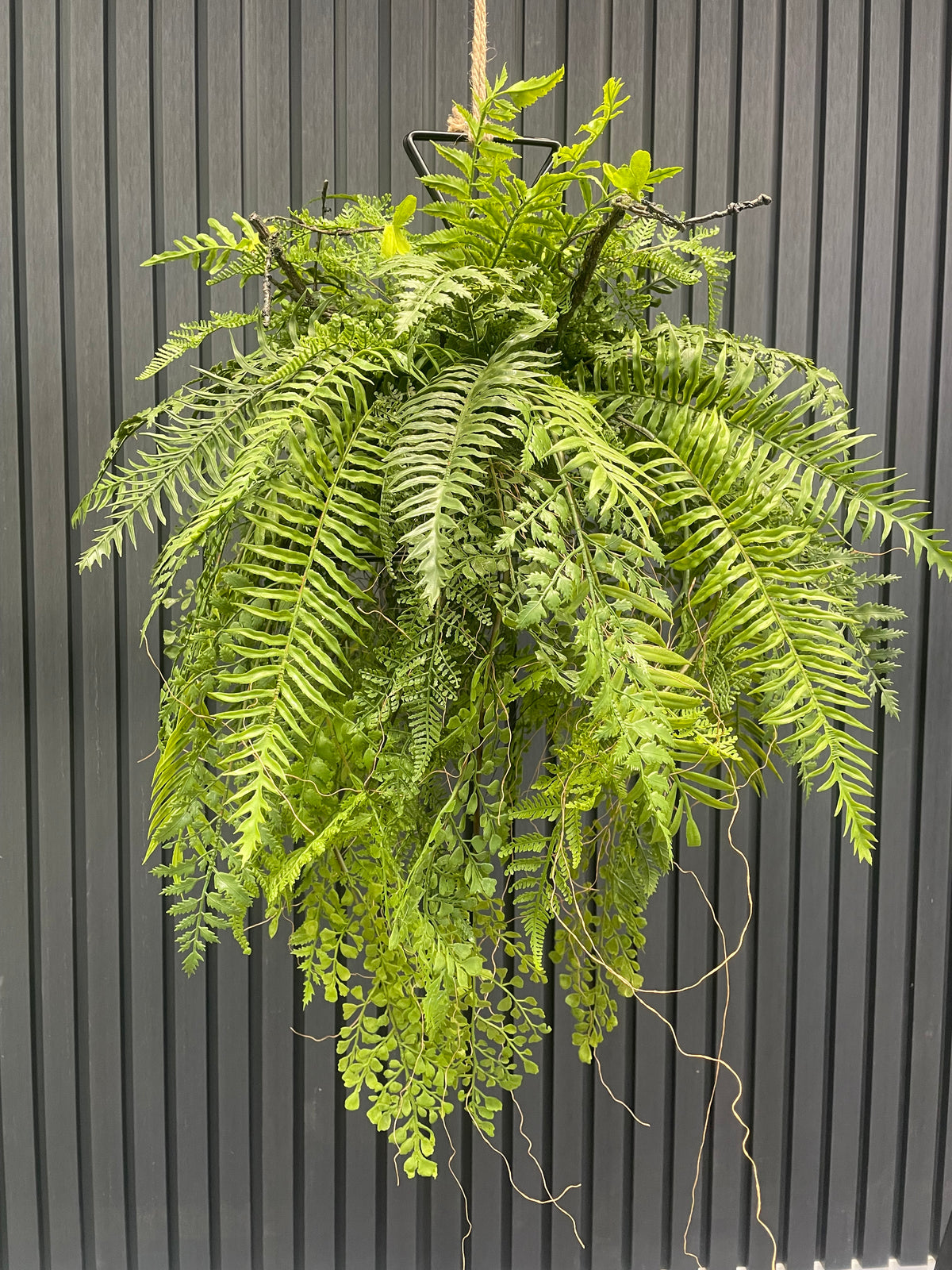 Artificial trailing fern kokedama with bright green fronds in black metal hanging frame