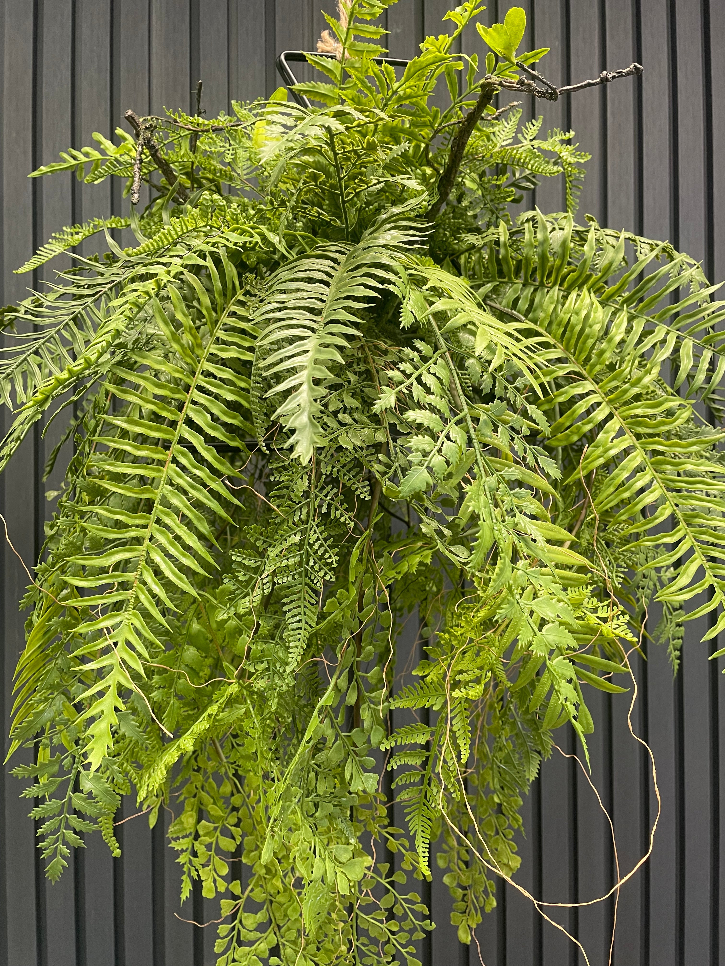 Artificial trailing fern kokedama in a black metal hanging frame