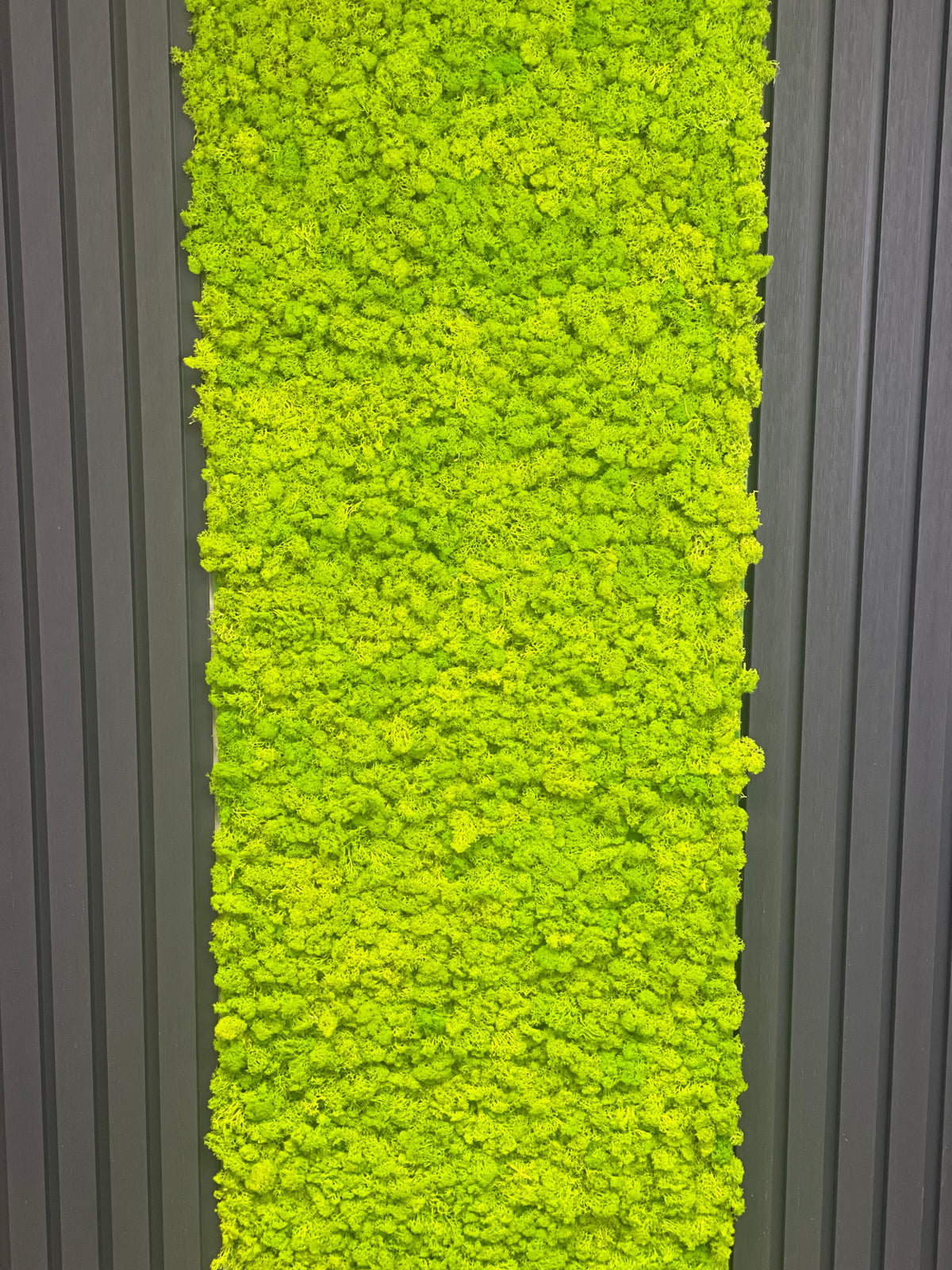 Light green preserved reindeer moss self-adhesive panel close-up, vertical view