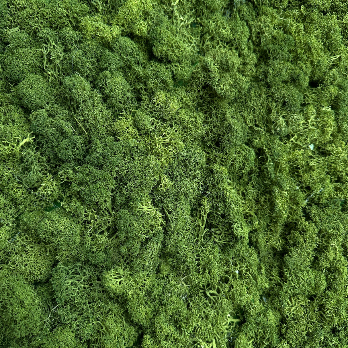 Premium preserved reindeer moss panel - Olive green 0.5 x 2.5M