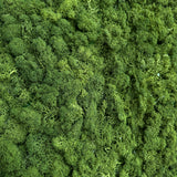 Premium preserved reindeer moss panel - Olive green 0.5 x 2.5M