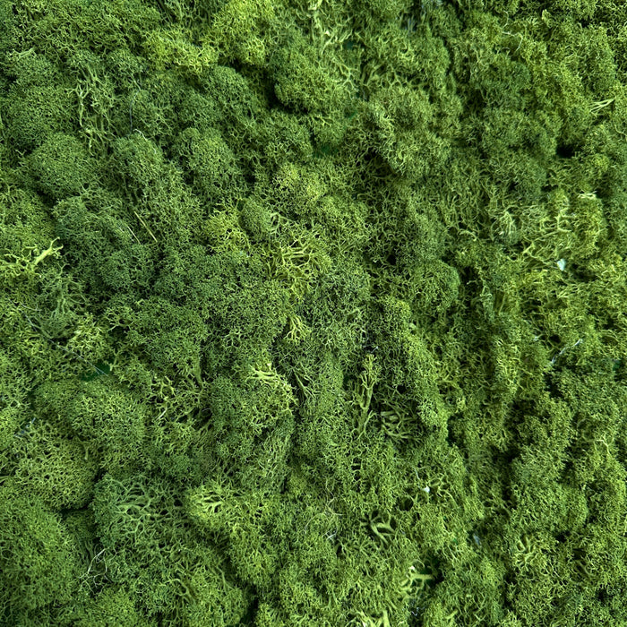 Close-up of olive green preserved reindeer moss panel texture
