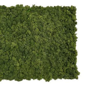 All preserved moss walls
