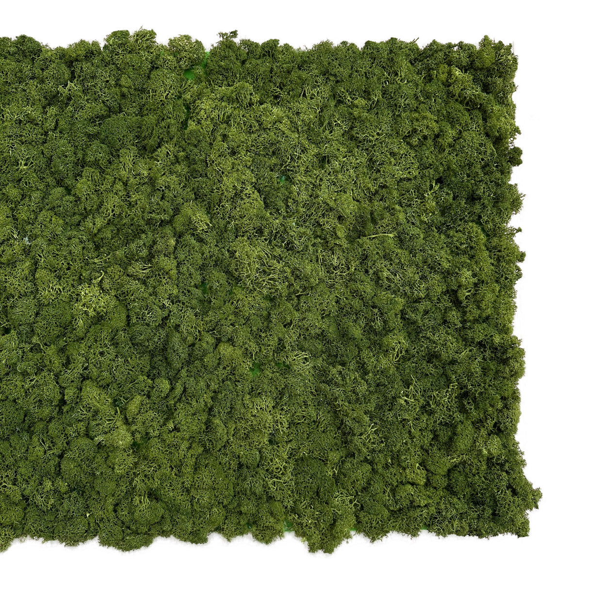 Premium preserved reindeer moss panel - Olive green 0.5 x 2.5M
