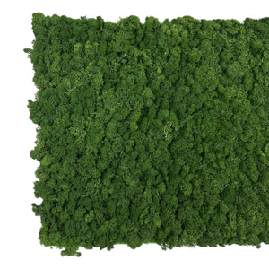 All preserved moss walls