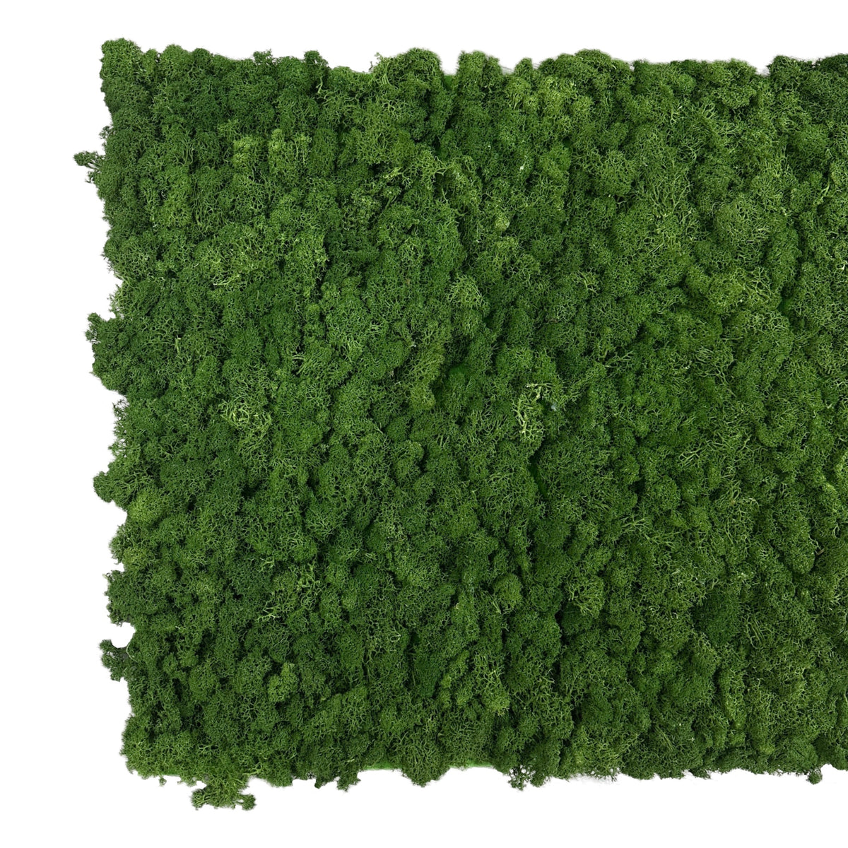 Forest green preserved reindeer moss panel with dense flat coverage