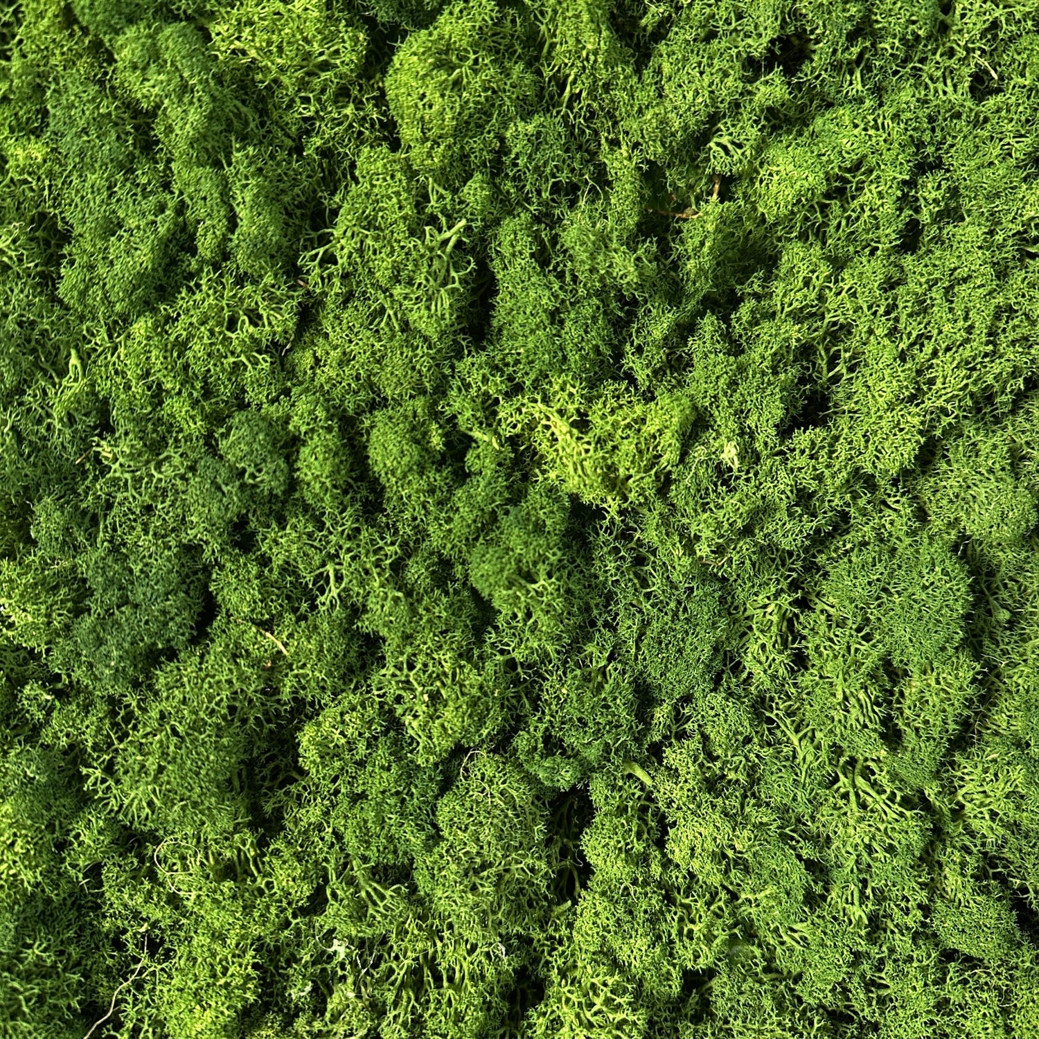 Premium preserved reindeer moss - Forest green 0.5 x 3m self adhesive panel