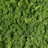 Premium preserved FR reindeer moss - dark green 0.5 x 3m self adhesive panel