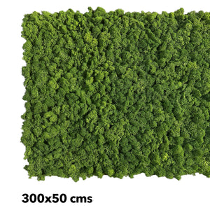Preserved moss walls made with FR moss