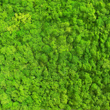 Premium preserved FR reindeer moss - spring  green 0.5 x 3m self adhesive panel