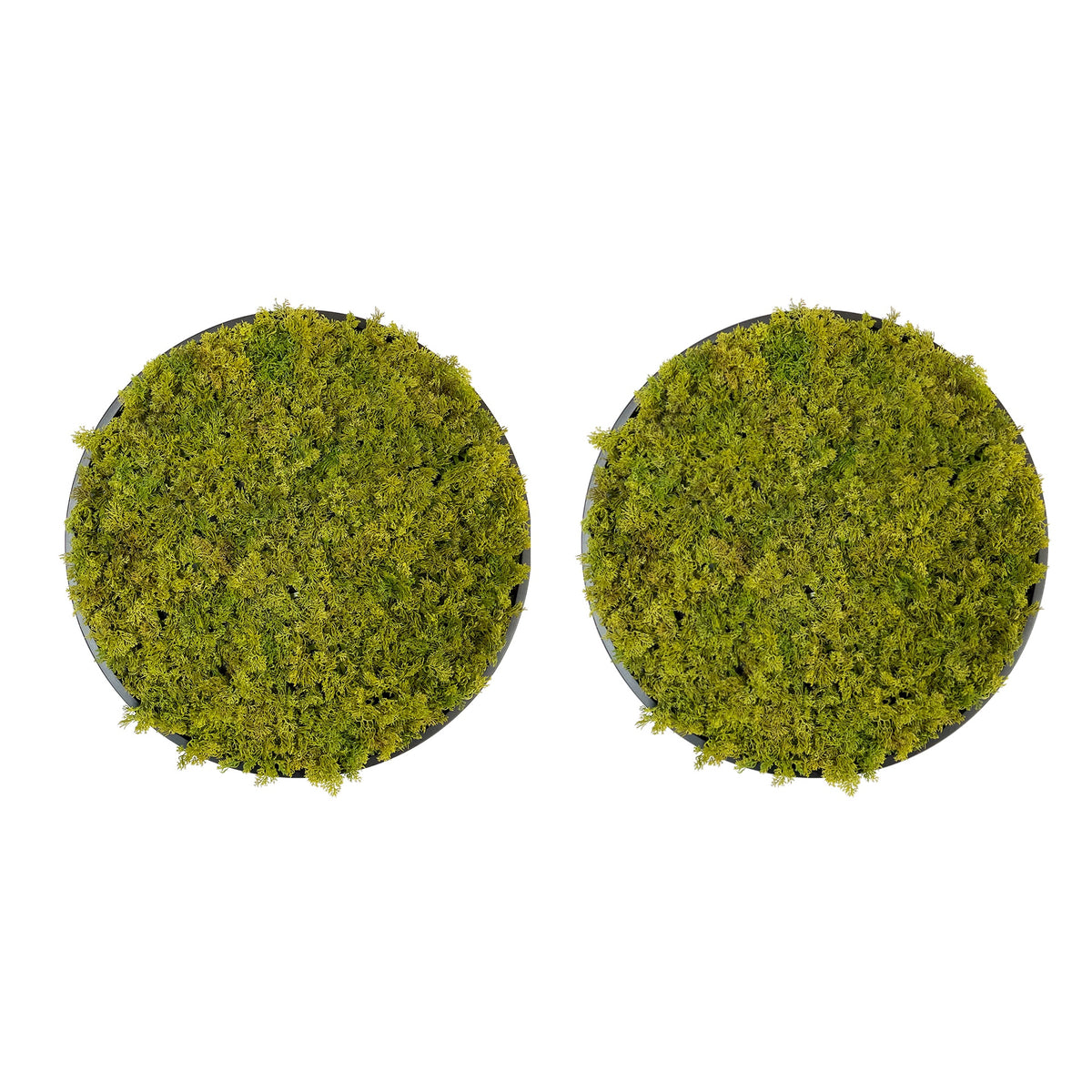 Circular artificial moss wall art panel, green moss on MDF with dark backing (set of 2).
