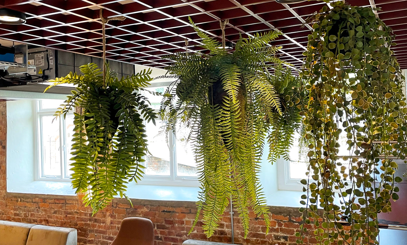 Artificial hanging plants fixed to a ceiling