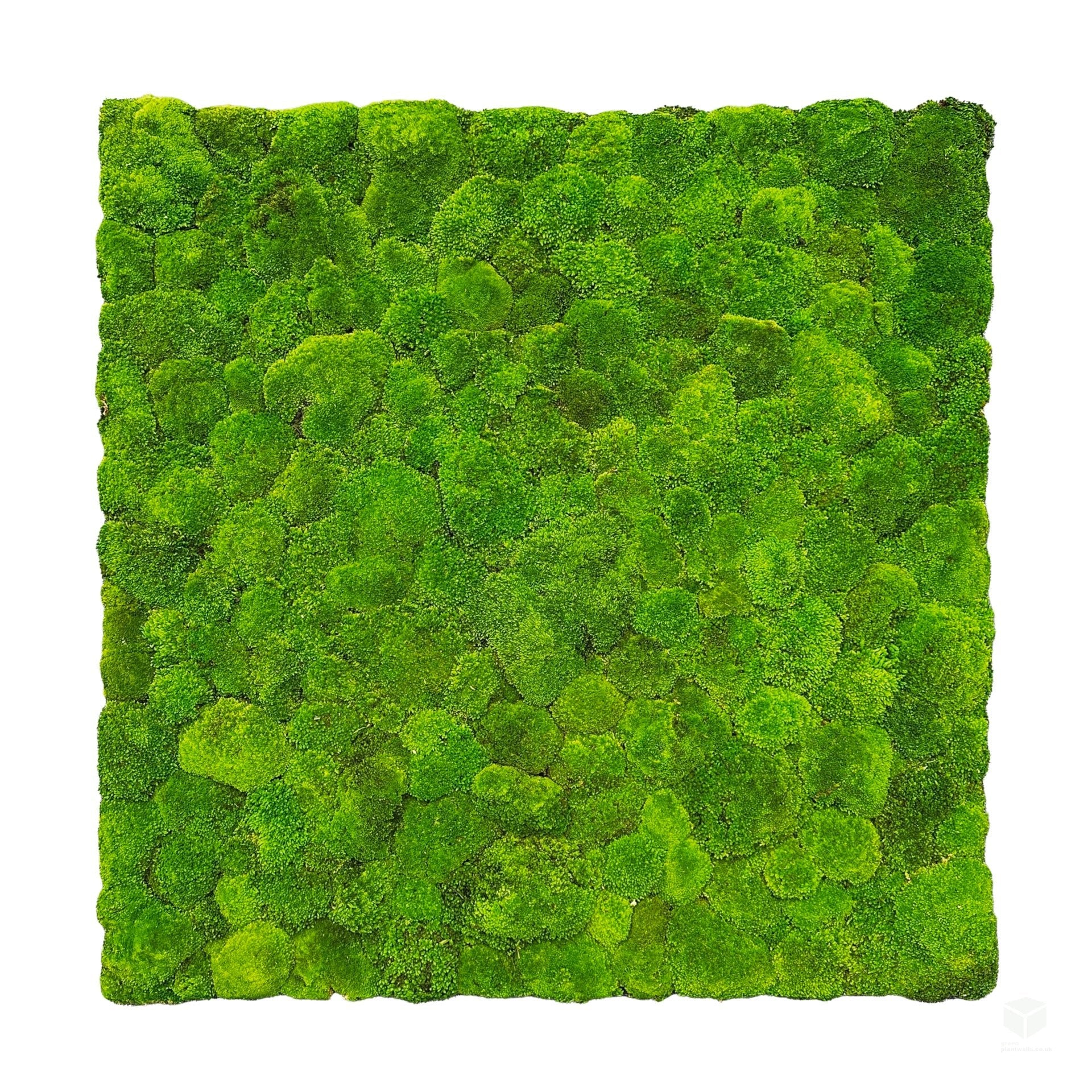 Square preserved green bun moss panel with uniform dense texture, flat view