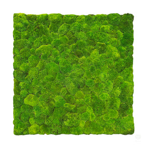 Preserved bun moss