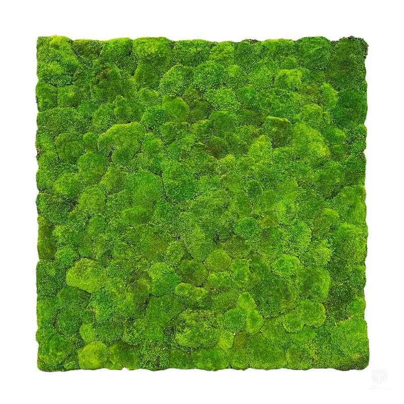 Square preserved green bun moss panel with uniform dense texture, flat view