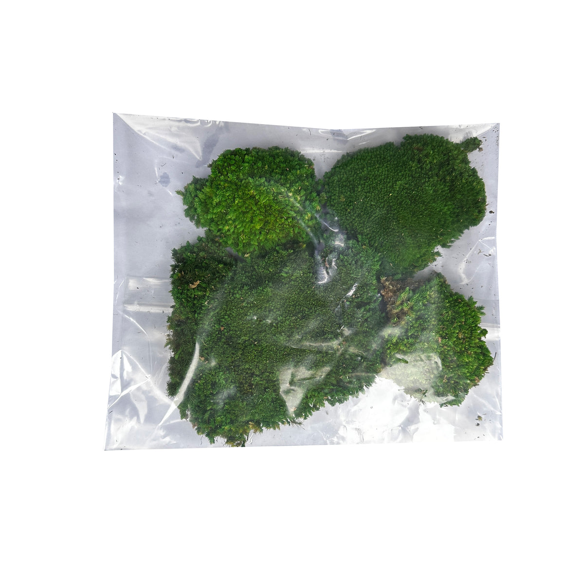 Preserved bun moss in sealed plastic bag, green