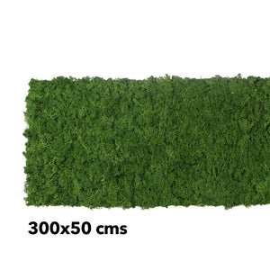 Preserved moss walls