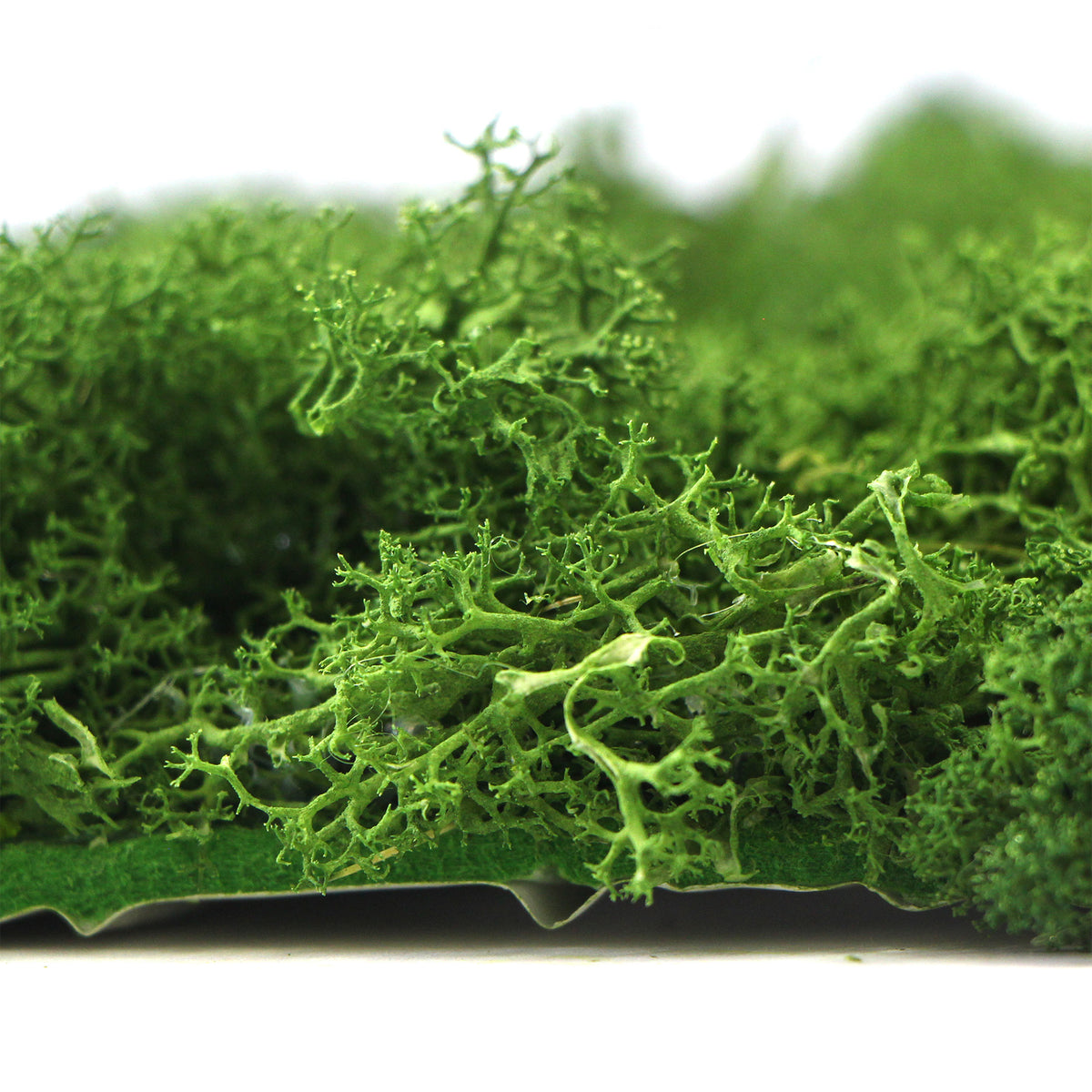 Preserved reindeer moss wall forest green 0.5 x 3m self adhesive bac