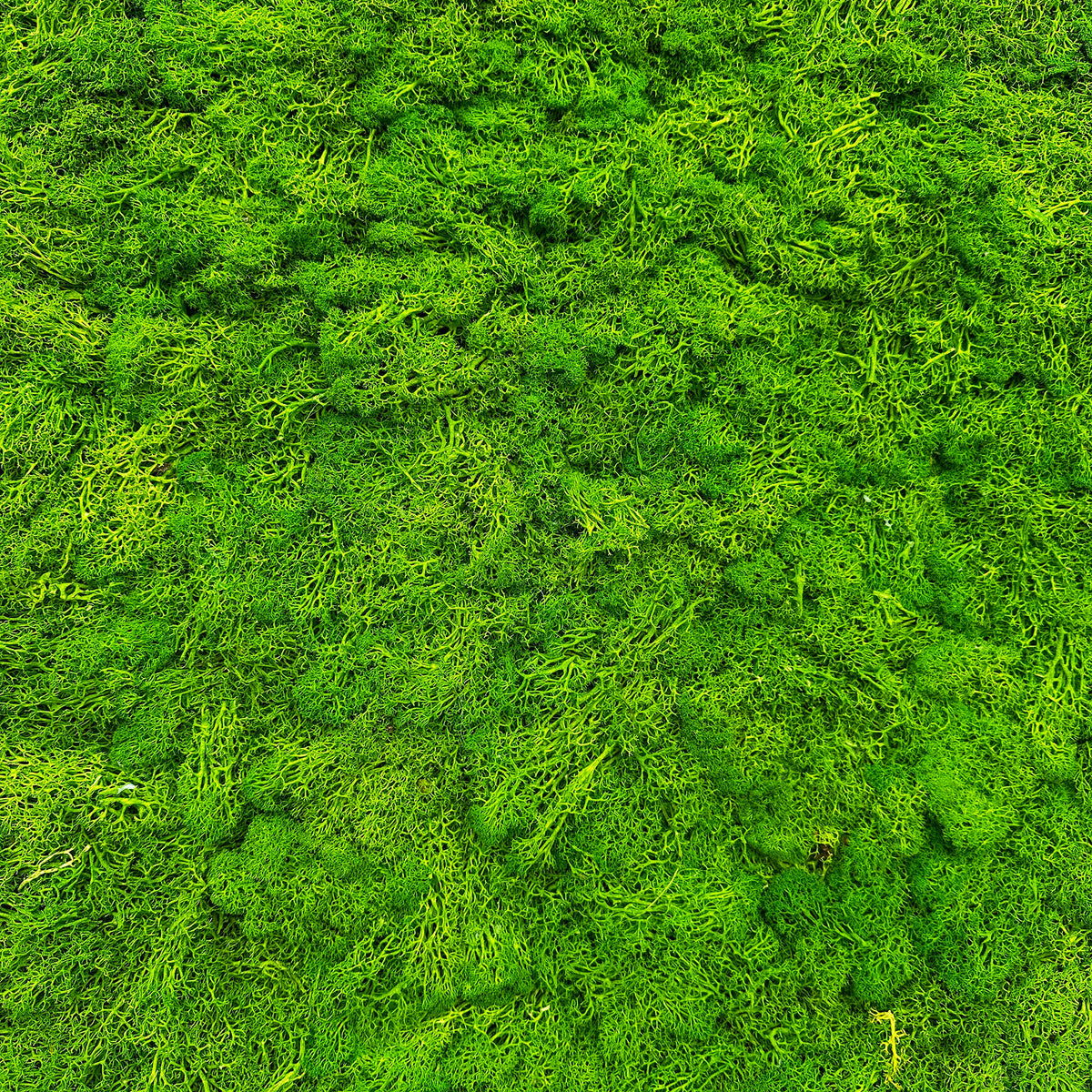 Lush grass green reindeer moss panel texture, close-up