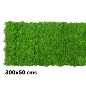All preserved moss walls