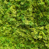 Artificial  mixed  light - dark  green reindeer moss panel  100x100cm