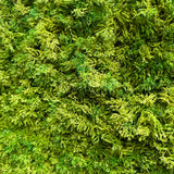 MW5 Artificial mixed light - dark green reindeer moss panel 100x100cm