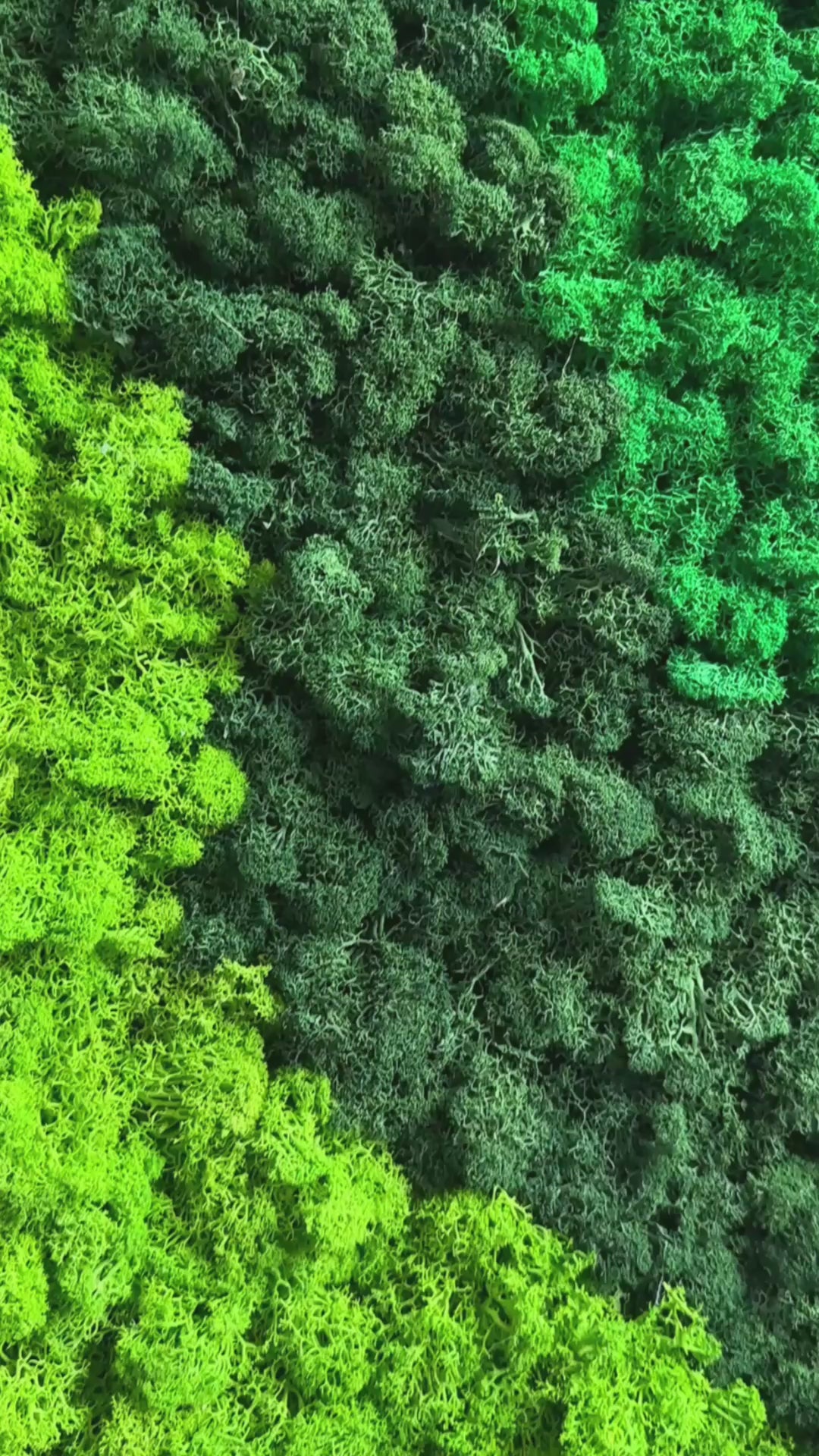 Load video: Premium preserved reindeer moss - mixed green and orange 0.5 x 3m self adhesive panel