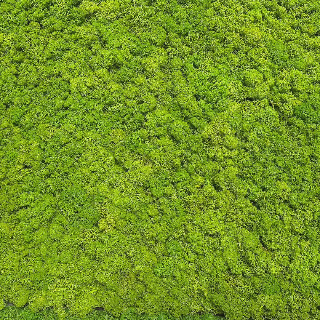 Load video: Premium preserved reindeer moss - light green 0.5 x 3m self adhesive panel