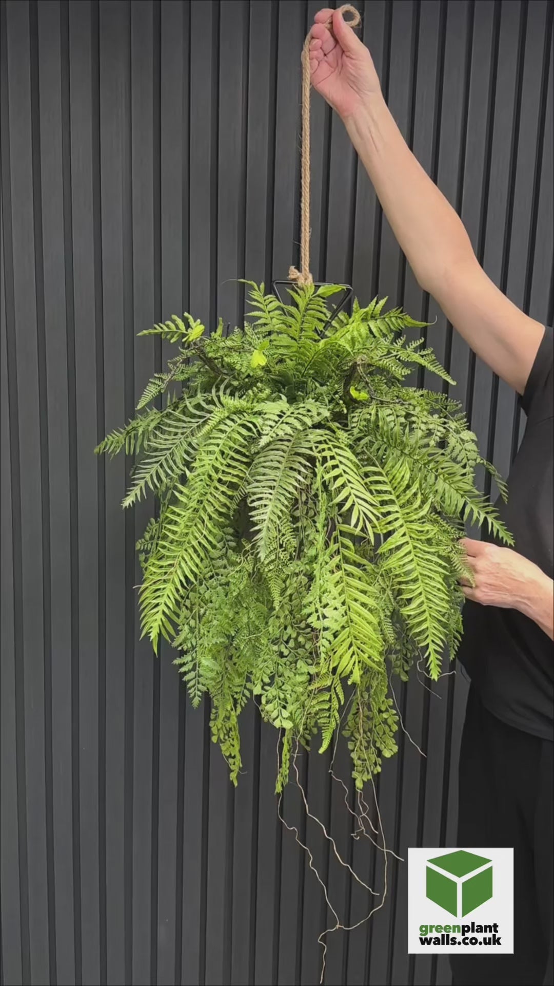 Artificial trailing fern kokedama in a black metal hanging frame 60cm wide 106cm height