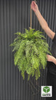 Artificial trailing fern kokedama in a black metal hanging frame 60cm wide 106cm height