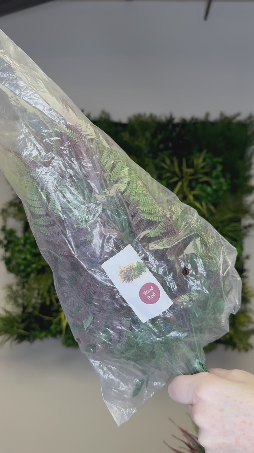 Wine red bundle of 5 x individual red plants