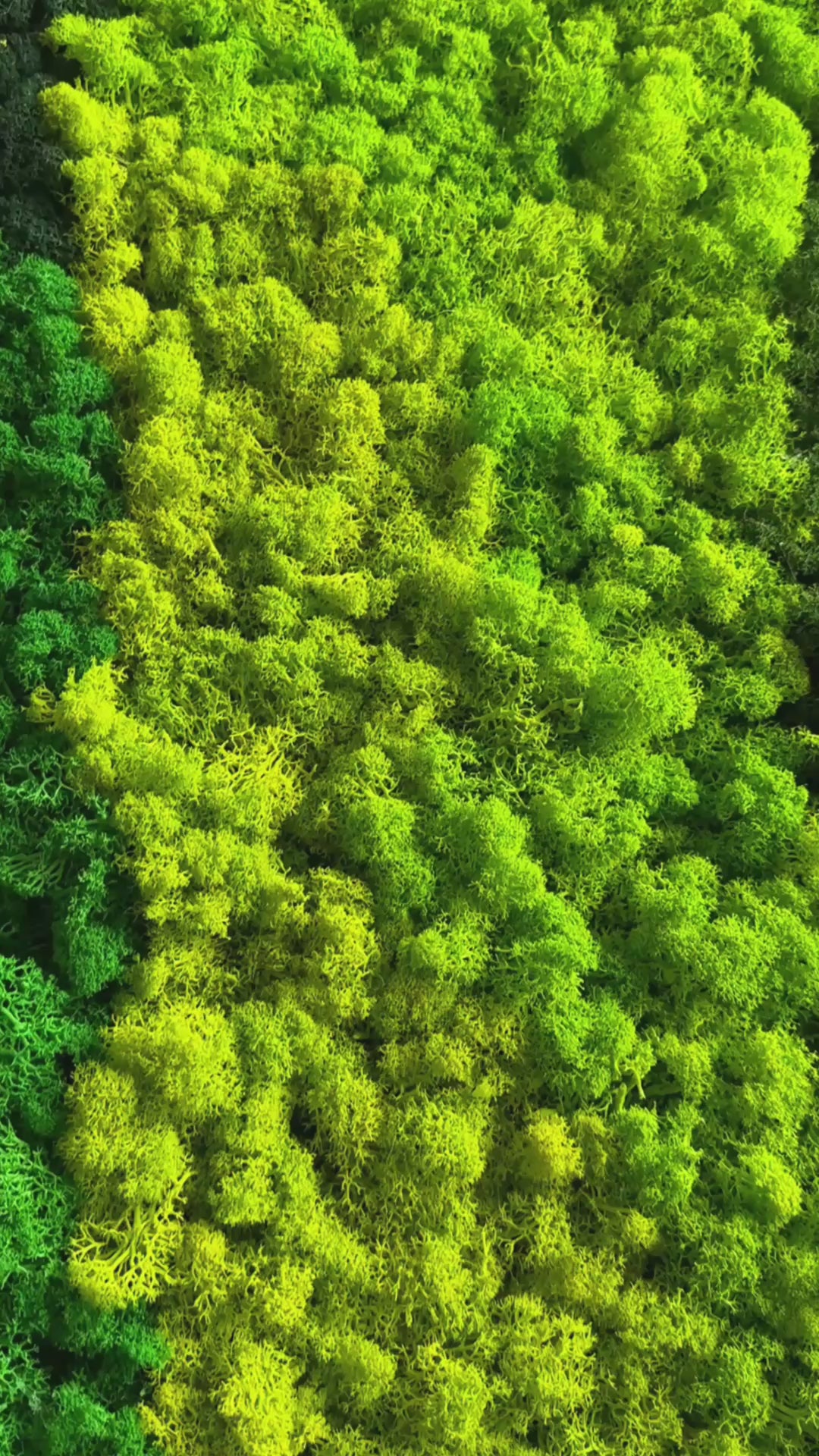 Load video: Premium preserved reindeer moss - mixed green and blue 0.5 x 3m self adhesive panel