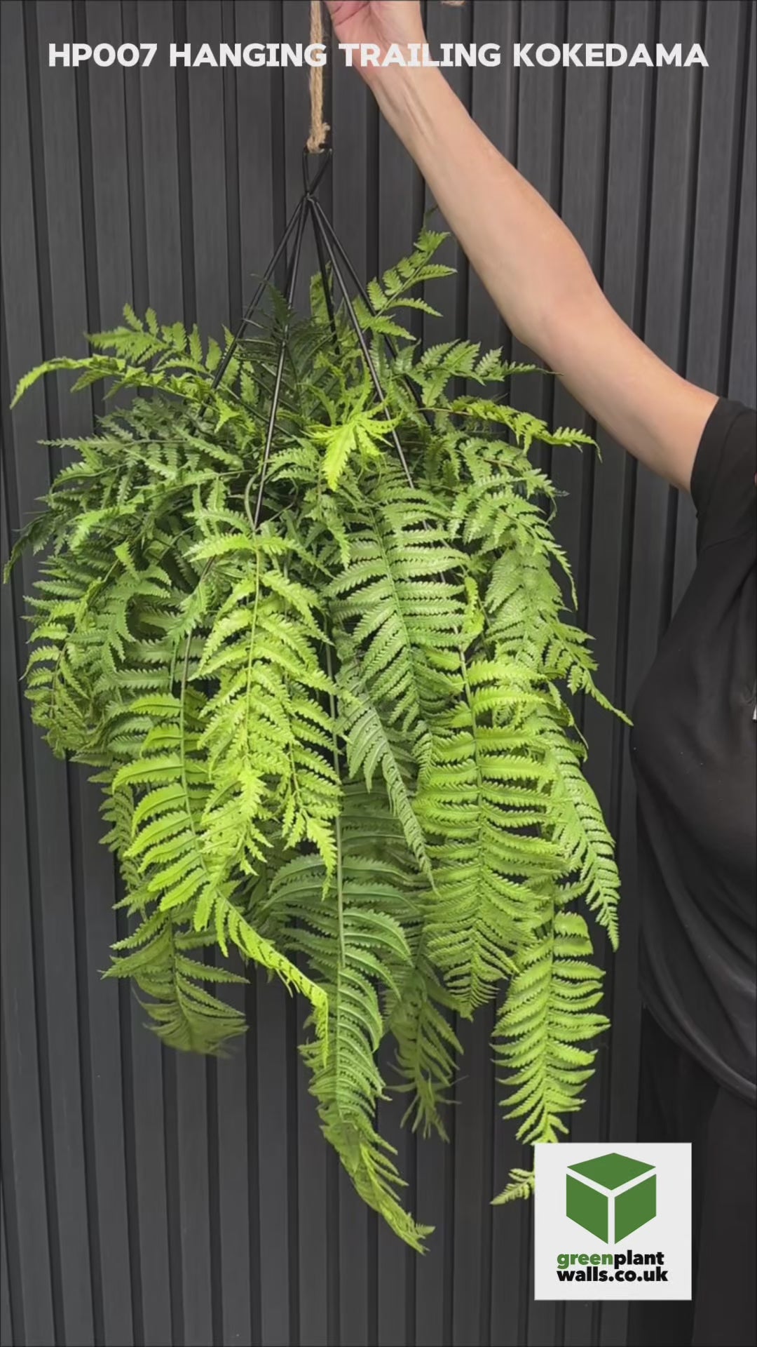 Artificial trailing pheasant tail fern kokedama in a black metal hanging frame 66cm wide 110cm height