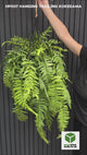 Artificial trailing pheasant tail fern kokedama in a black metal hanging frame 66cm wide 110cm height