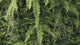 Combo of 3 x 1m2 FR artificial tropical Jungle green wall panels with green foliage