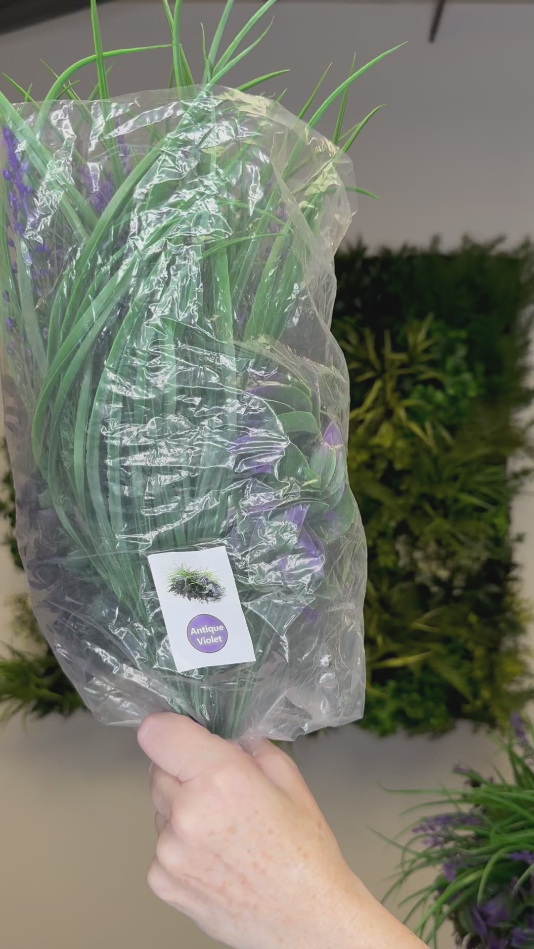 Passionate purple bundle of 5 x individual purple plants