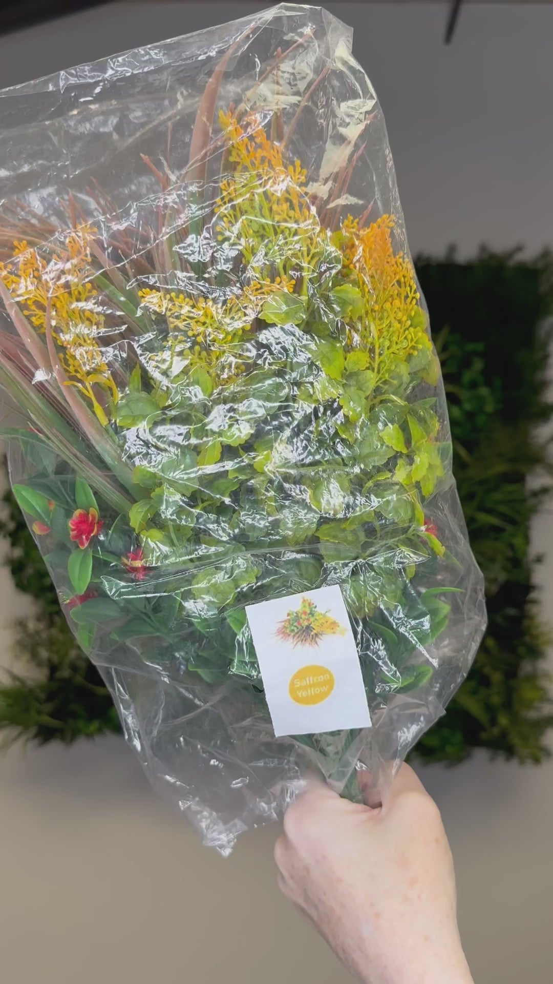 Sunny orange bundle of 5 x individual orange plants