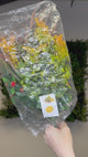 Sunny orange bundle of 5 x individual orange plants