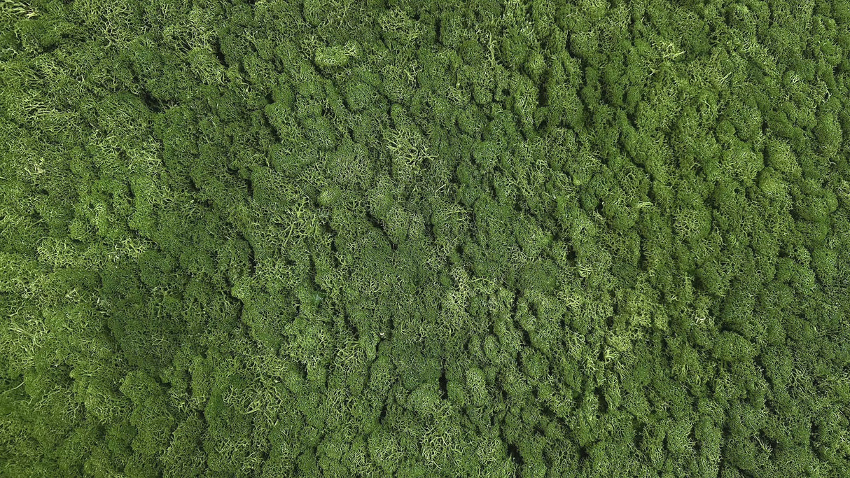 Premium preserved FR reindeer moss - Forest green 0.5 x 3m self adhesive panel