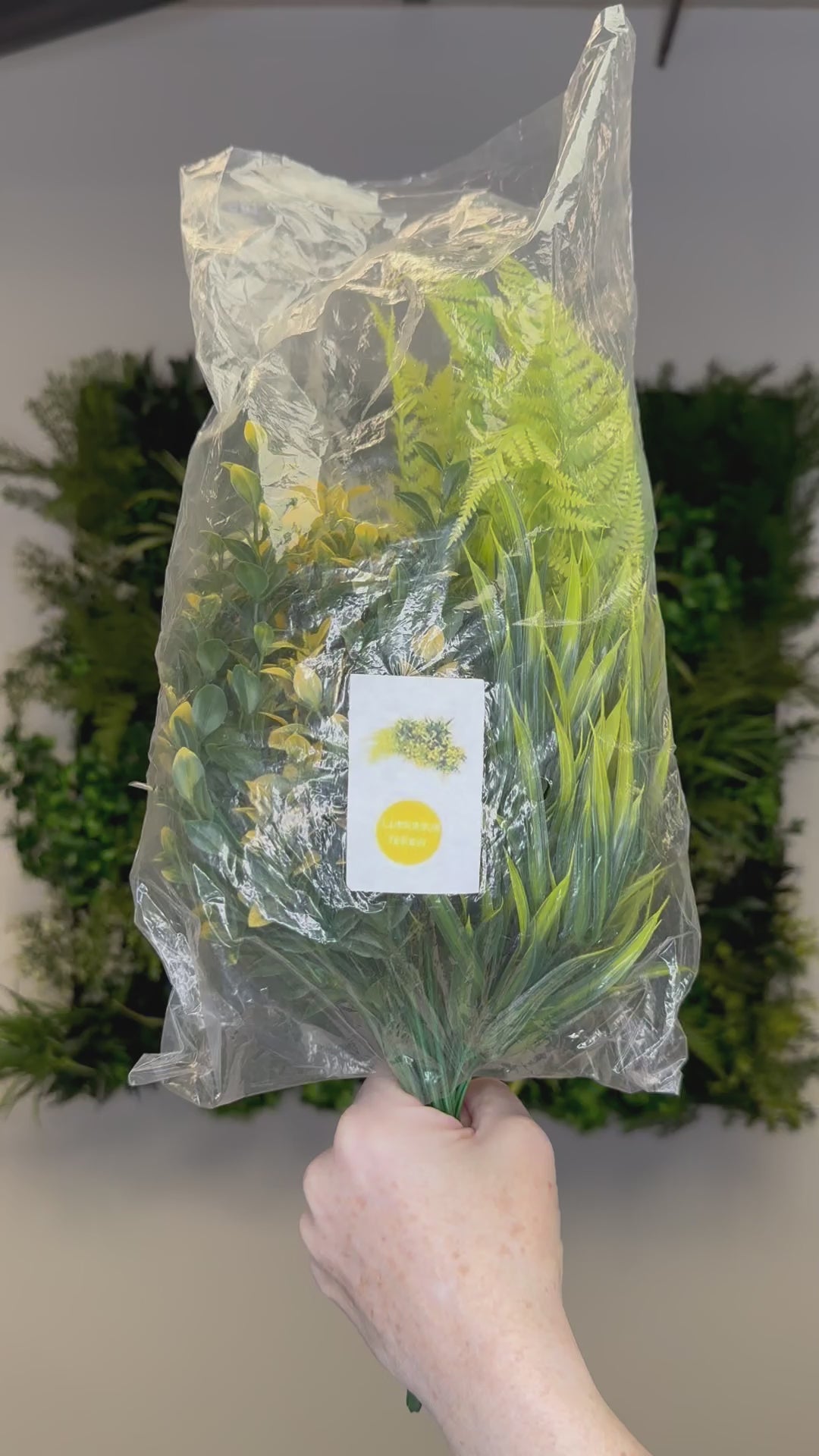 Spring Yellow bundle of 5 x individual yellow plants